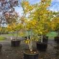 Juglans regia - Foto 2
