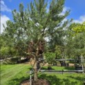 Pinus sylvestris - 2