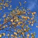 betula pendula - 2
