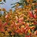 Lagerstroemia indica 'Rosea' - 4