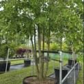 Tilia x europaea 'Pallida' - Foto 3