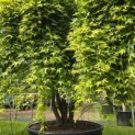 Acer palmatum 'Ryusen' - 4