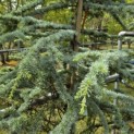 Cedrus libani 'Glauca' - 3