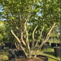 Parrotia persica - Foto 6