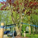 acer palmatum 'Atropurpureum' - Foto 1