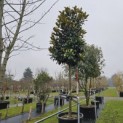 Magnolia grandiflora 'Galissonnière' - 200 cm hoogte stam. zie pillon