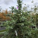 Picea pungens 'Glauca' - Foto 4