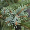 Picea pungens 'Glauca' - Foto 5