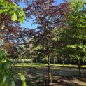 Fagus sylvatica 'Atropunicea' - Foto 1