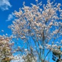 Amelanchier lamarckii - Afbeelding 4