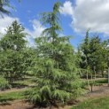 Cedrus deodara - 1