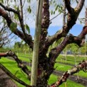 Prunus serrula - 2