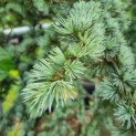 Cedrus libani 'Glauca' - Foto 2