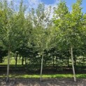 Malus domestica 'Lombarts' - 3