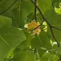 Liriodendron tulipifera - 4