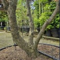 Davidia involucrata - 2