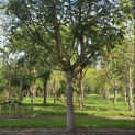 Pterocarya fraxinifolia - Foto 2