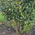 Prunus laurocerasus 'Caucasica' - Foto 4