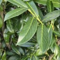 Prunus laurocerasus 'Caucasica' - Foto 5