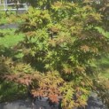 Acer palmatum 'Osakazuki' - Foto 1