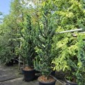 Chamaecyparis l. 'Wissel's Saguaro' - 5