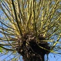 Salix Alba - Foto 1