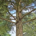 Sequoiadendron giganteum 'Glaucum' - Foto 1