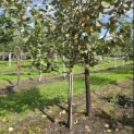 Malus domestica 'Schone van Boskoop' - 2
