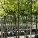 Sorbus aucuparia 'Wettra' - Foto 1