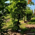 Carpinus betulus 795