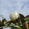 Magnolia grandiflora 'Goliath' - 1