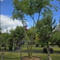 Albizia julibrissin - 4
