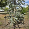 Cedrus libani 'Glauca' - Foto 5