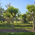 Platanus x hispanica - Foto 1