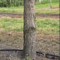 Pinus nigra 'Nigra' - Foto 1