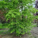 Carpinus betulus - Afbeelding 1