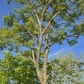 Amelanchier lamarckii - Foto 4
