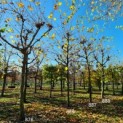 Platanus x hispanica - 1