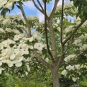 Cornus nuttallii (Venus) - 1
