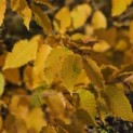 Carpinus betulus - impressie herfstkleur
