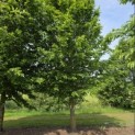 Carpinus betulus 'Frans Fontaine' - Foto 2