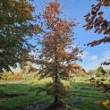 Fagus sylvatica 'Atropunicea' - november 2025