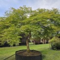 Acer palmatum 'Dissectum' - Foto 6