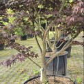 Acer palmatum 'Bloodgood' - 2