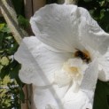 Hibiscus syriacus 'White Chiffon' - 5