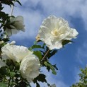 Hibiscus syriacus 'White Chiffon' - 4
