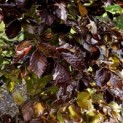 Fagus sylvatica 'Atropunicea' - impressie kleurnuances rode of bruine beuk