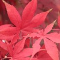 Acer palmatum 'Osakazuki' - Foto 1