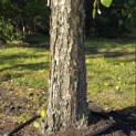 betula nigra - 3