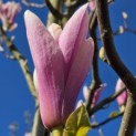 Magnolia 'Heaven Scent' - Foto 5